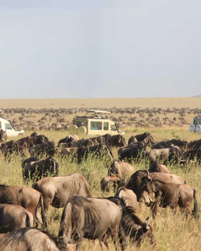 The Great Migration with Serengeti Zone Safaris